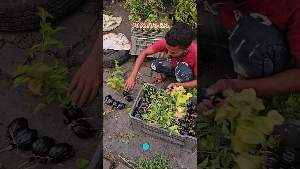 ₹100/- wholesale bougainville nursery from kolkata all thai varieties available