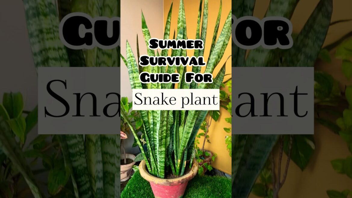 Summer survival guide for snake plant.☘️ #gardening #shortsvideo #shortvideo #youtubeshorts