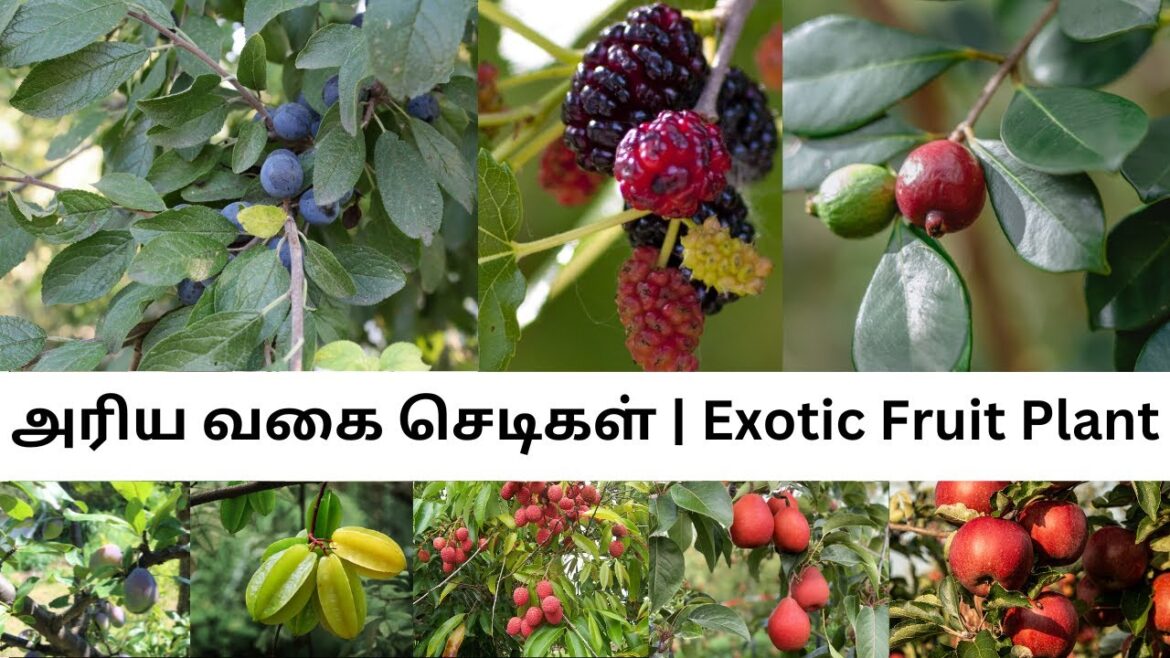 #gardening#farming#trending#garden#viral#vegetablegardening#fish#growingvegetables#vegetablegrowing