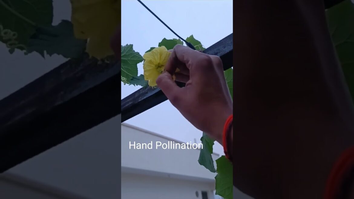 Garden#handpollination #garden #tips #foryou #youtubeshorts #trending #shorts #viral