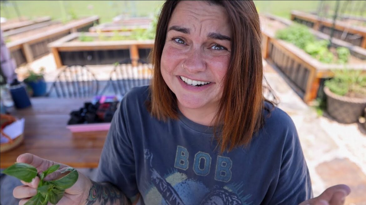 Roots and Refuge Farm: Growing BASIL 101 | Herb Gardening Tips and Tricks Growing BASIL 101 | Herb Gardening Tips and Tricks