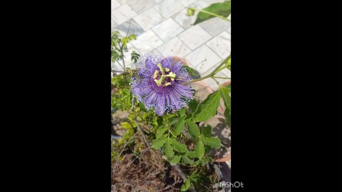 Rakhi 🌼 Flower