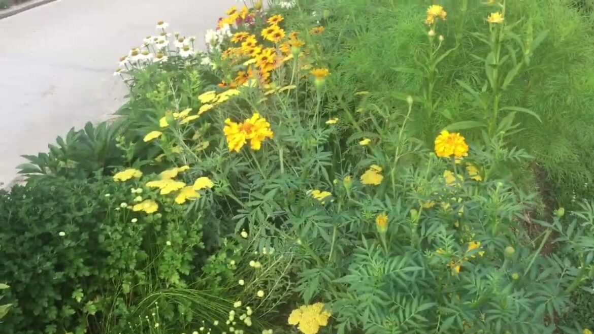 What is a Pollinator Friendly Edible Garden Landscape? | Garden Vlog| Zone 8a| June 2024