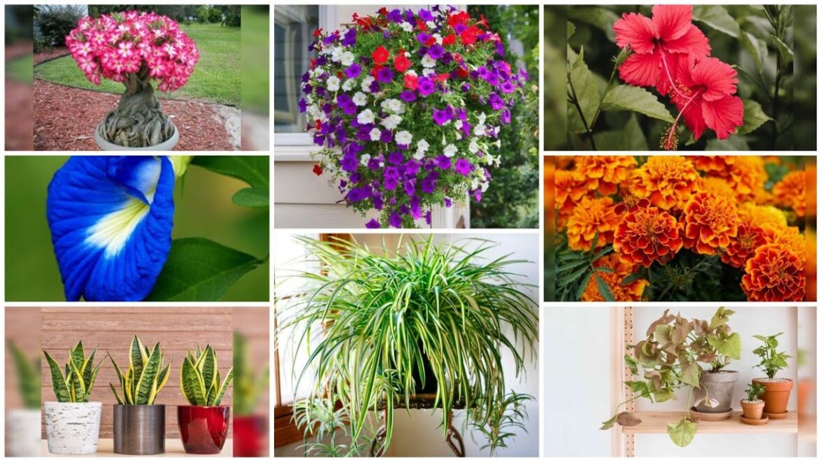 Best Plants for Balcony Garden | Balcony Garden Plans Which You Can Grow Easily | The Florist