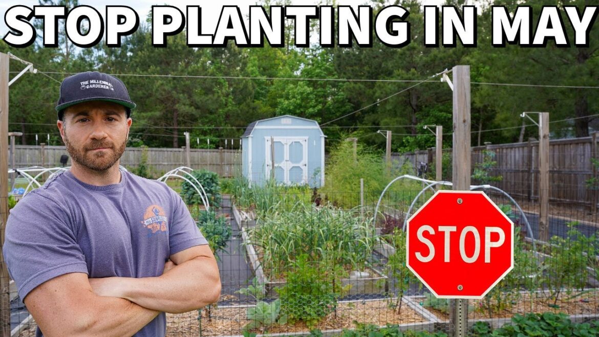 I’m Planting NO VEGGIES In May Right Now. Neither Should You! I'm Planting NO VEGGIES In May Right Now. Neither Should You!