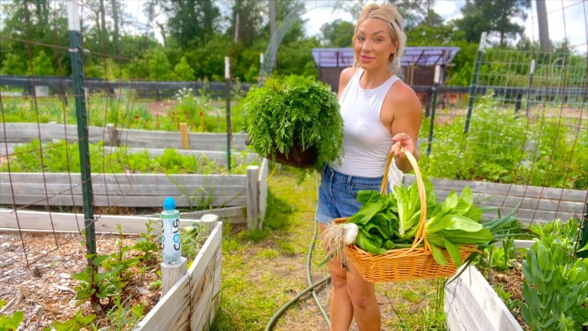 Gardening Made EASY! Tips from a Raised Bed Gardener (Garden Tour 5) Gardening Made EASY! Tips from a Raised Bed Gardener (Garden Tour 5)