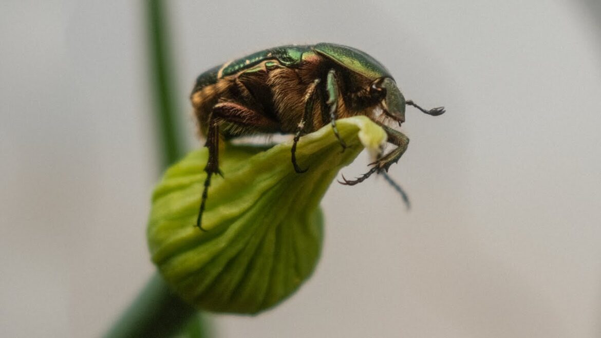 I Turned My Front Yard into A Pollinator Garden!