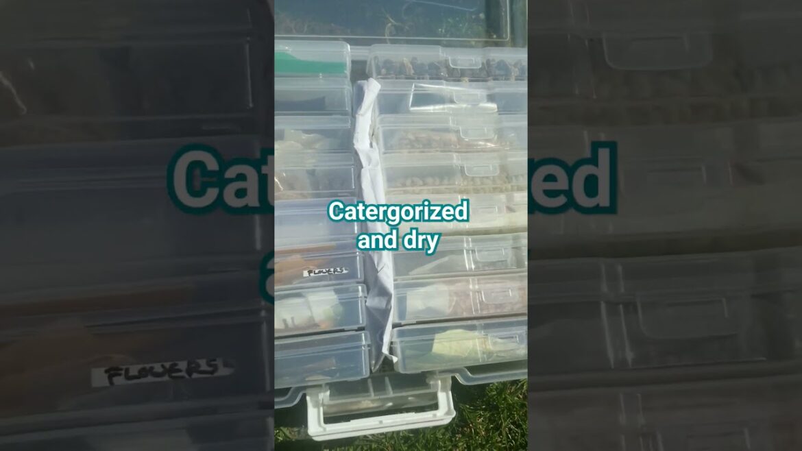 Garden seeds organizer #shortsvideo #garden #tips #ytshorts Garden seeds organizer #shortsvideo #garden #tips #ytshorts
