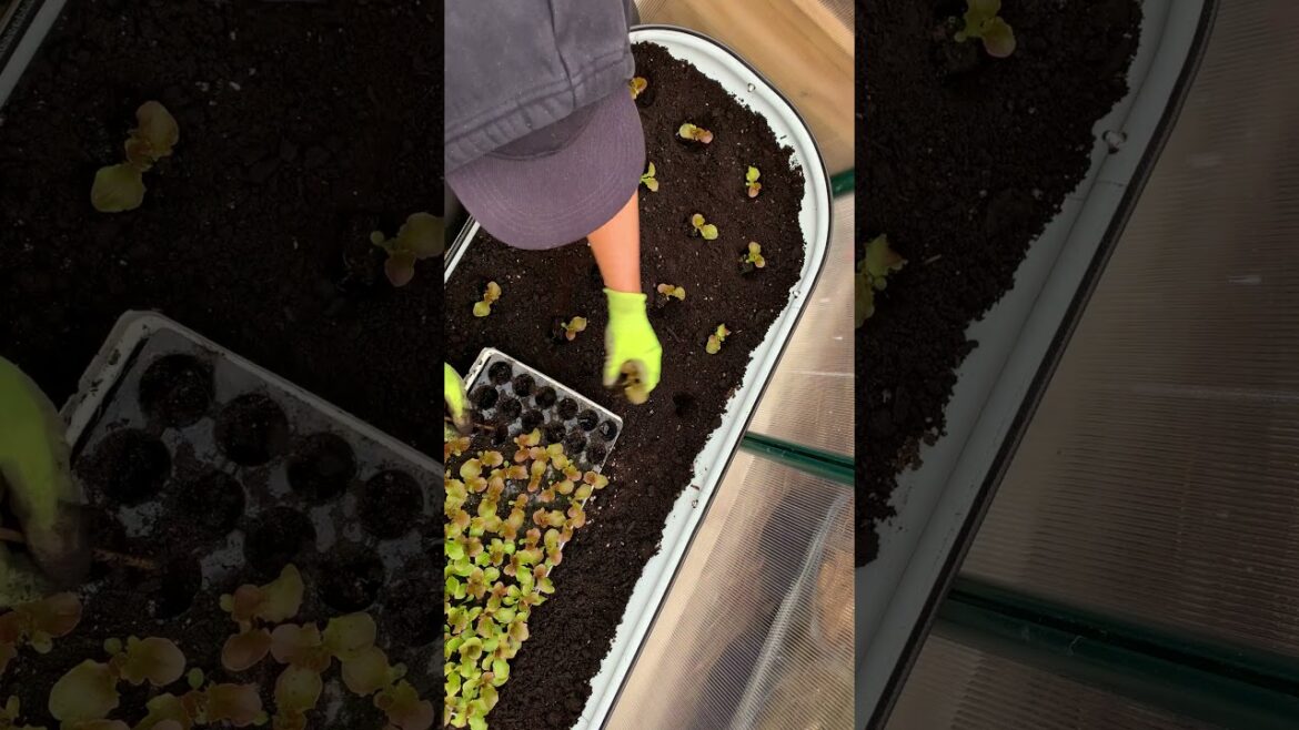 CHEAP & EASY way to fill raised garden beds