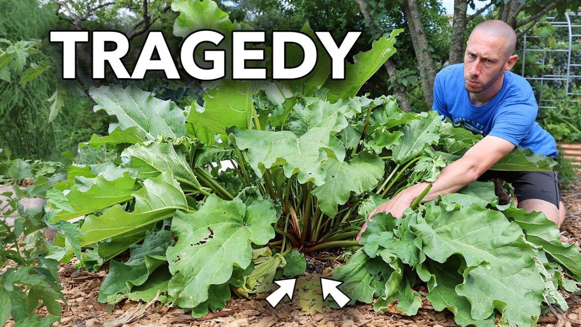James Prigioni: unexpected discovery reveals tragedy in the garden… unexpected discovery reveals tragedy in the garden...