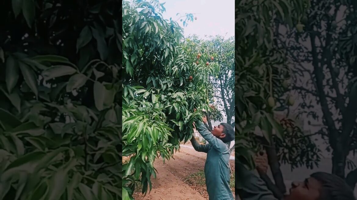 Harvesting Lychee fruit #Shorts #Lychee #fruit benefits Harvesting Lychee fruit #Shorts #Lychee #fruit benefits
