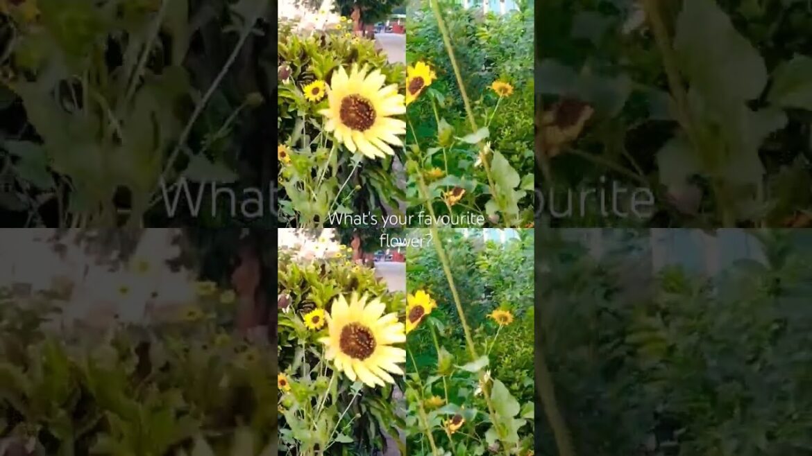 ☀️☀️ Sunflower 🌻🌻🌻 Garden tips .Grow in your House .#ytshorts #shorts #viral #viralshorts #trending