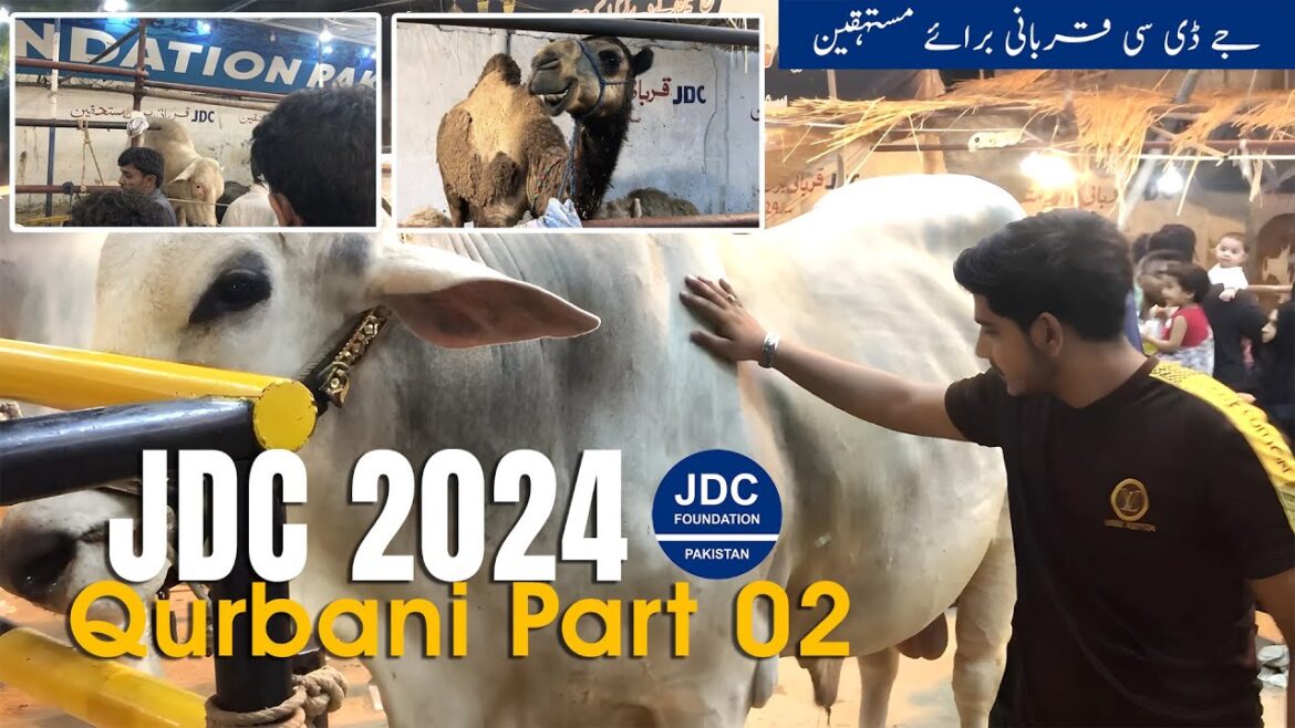 JDC Cows 2024 | JDC Foundation | Cow Vlog Part 02 | Bakra Eid Vlog