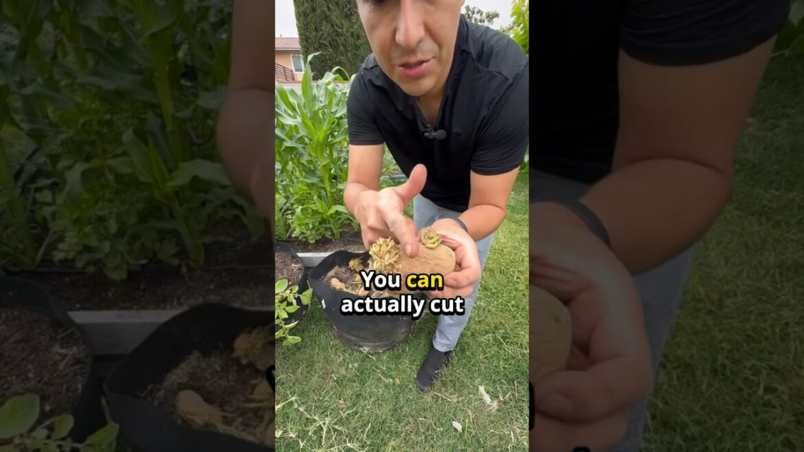 Grow Potatoes in a Grow Bag: Urban Gardening Tips Part 1 Grow Potatoes in a Grow Bag: Urban Gardening Tips Part 1