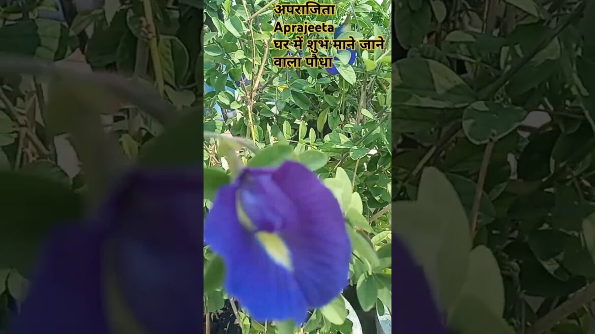 क्यों इतनी ख़ास है अपराजिता #trending #shorts#viral