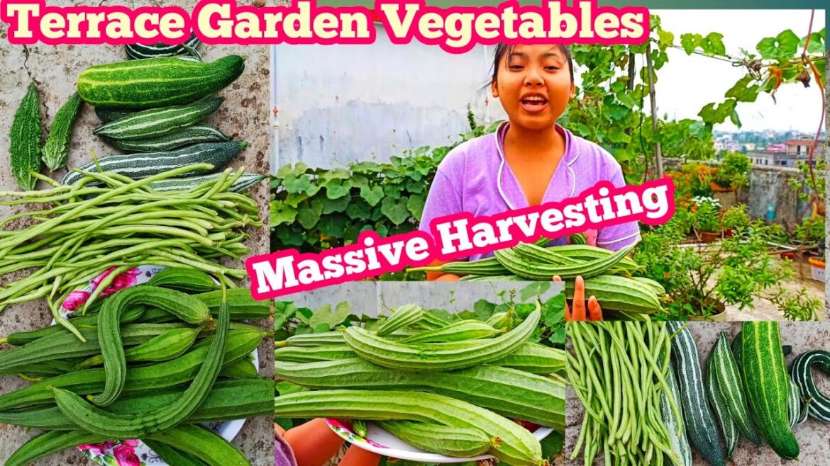 Terrace Garden Tour and Harvesting Organic Vegetables/ Vegetable Gardening Terrace Garden Tour and Harvesting Organic Vegetables/ Vegetable Gardening