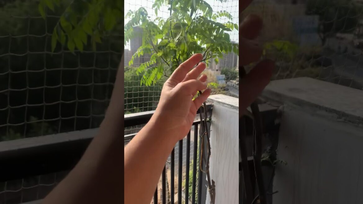 Curry Plant Balcony Garden Thrives! Easy DIY Gardening Tips #shorts  #Gardening #DIY #plants