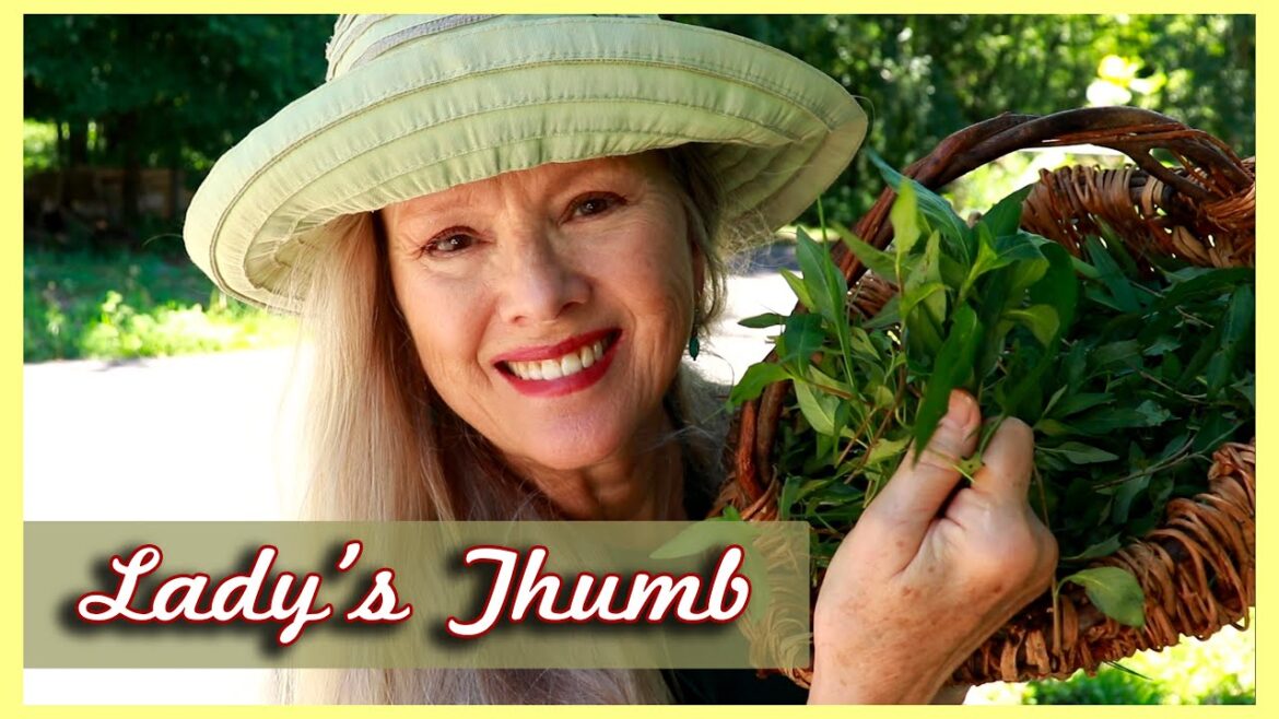 Kaye Kittrell: LADY’S THUMB for Stomach Ache and More but WATCH OUT! LADY'S THUMB for Stomach Ache and More but WATCH OUT!