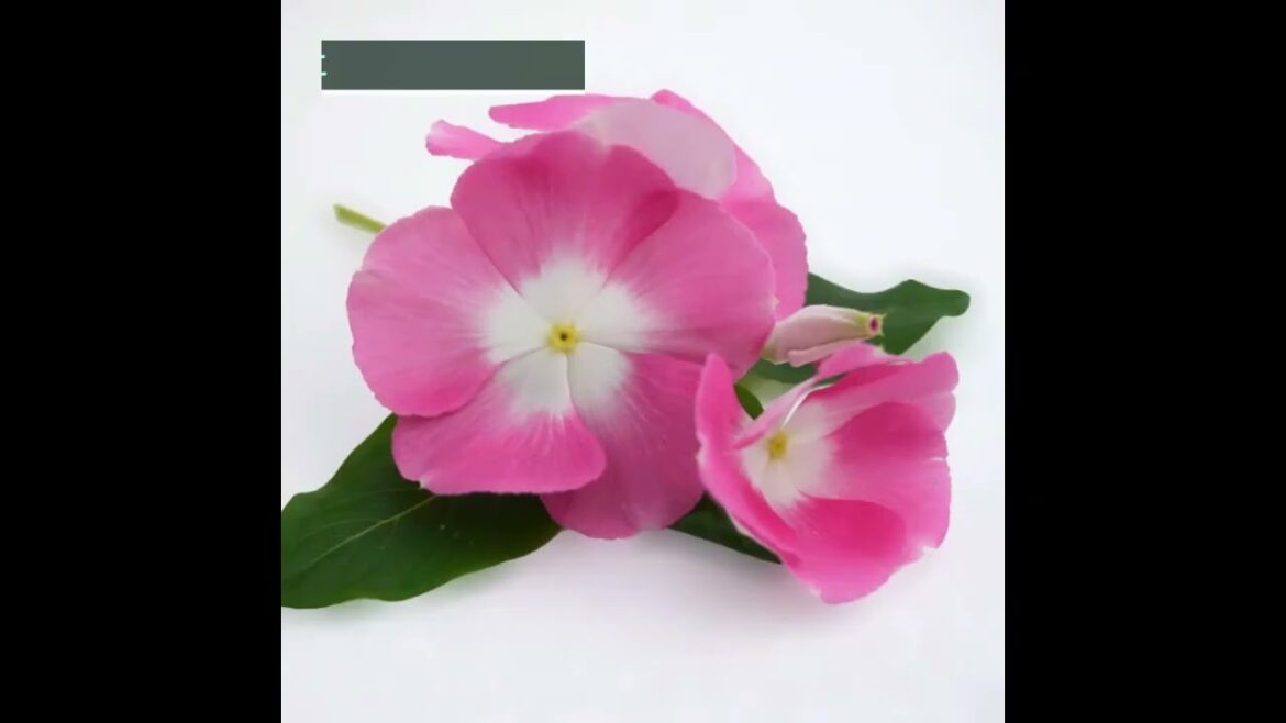 AAS Winners: Must-Have Pink Flowers for Every Garden