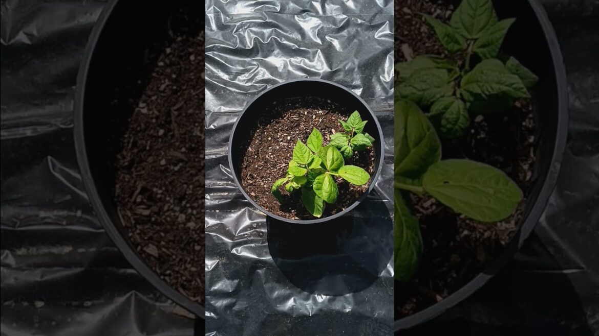 My Little Container Garden My Little Container Garden