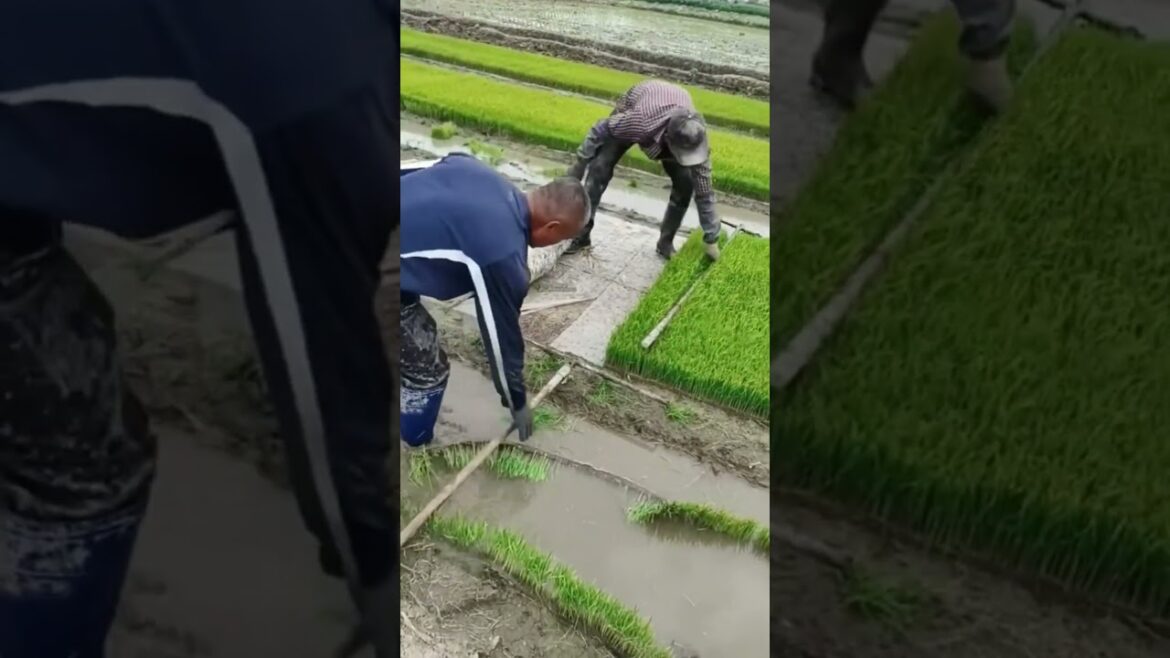 Amazing work  #agriculture #aloevera #flower  #redroses #garden #tips   #satisfying  #asrm #tricks