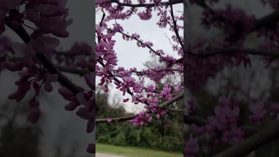 Red bud flowers are edible! Harvest time!