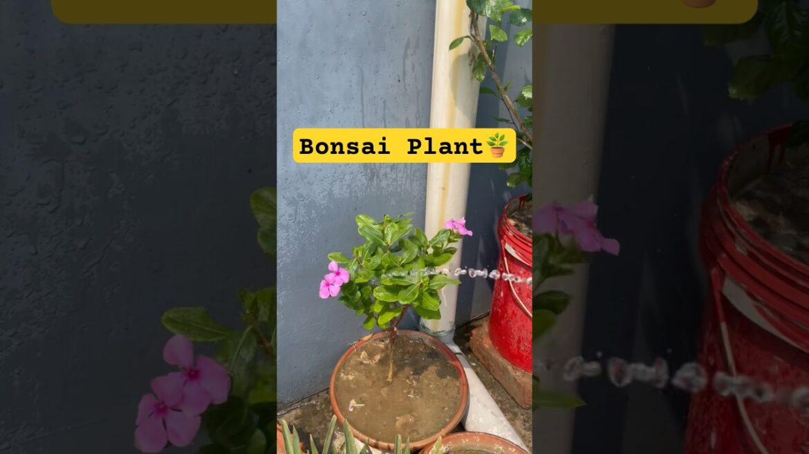 Bonsai tree for beginners/gardening ideas for home #ytshorts #shorts #diy #viral #gardening #plants