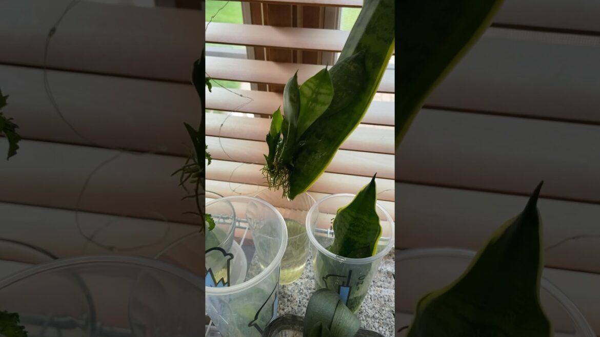 Water Propagation Snake Plant!!               #shorts #shortvideo #youtube