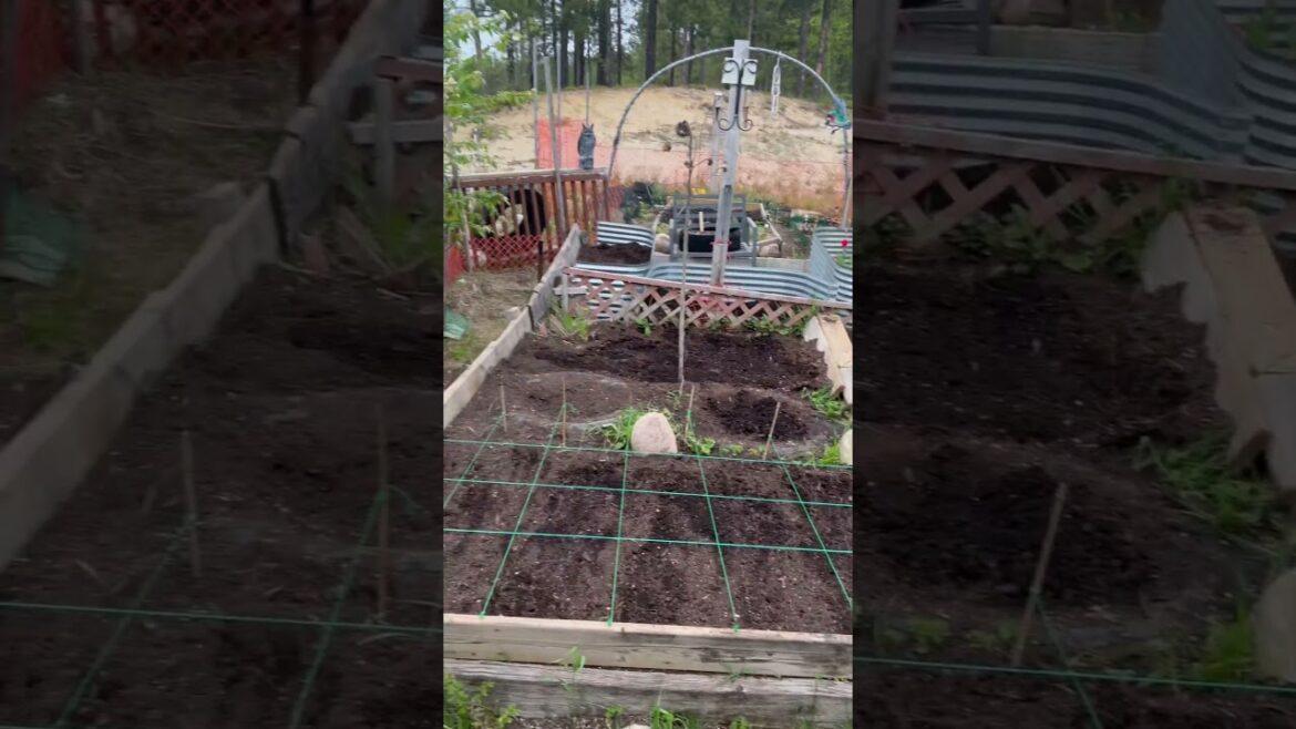 Backyard garden layout design utilizing all space #shorts #garden