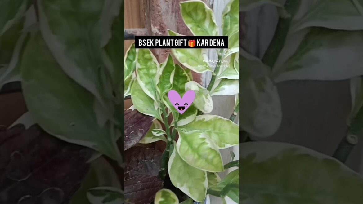 ek plant hi to mang rahi hu๐๐|garden|garden tips in hindi|ytshort|shorts|treanding|nature|plant ek plant hi to mang rahi hu๐๐|garden|garden tips in hindi|ytshort|shorts|treanding|nature|plant
