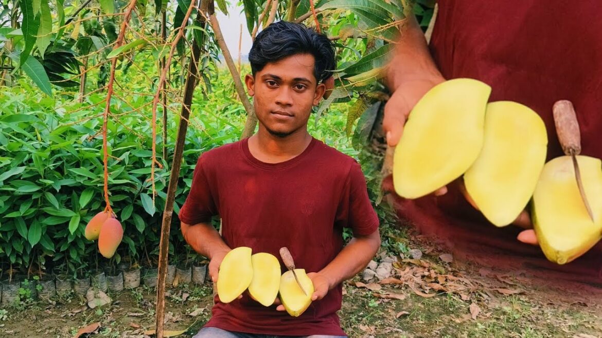 all time mango varieties #gardening fruit plants contact me 7029196500