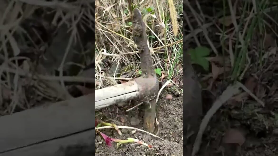 3210 🌵🌰🌽🥕🍍 #ScenicCountryside #countryliving #landscapephotography #CountrysideCharm #countrysi