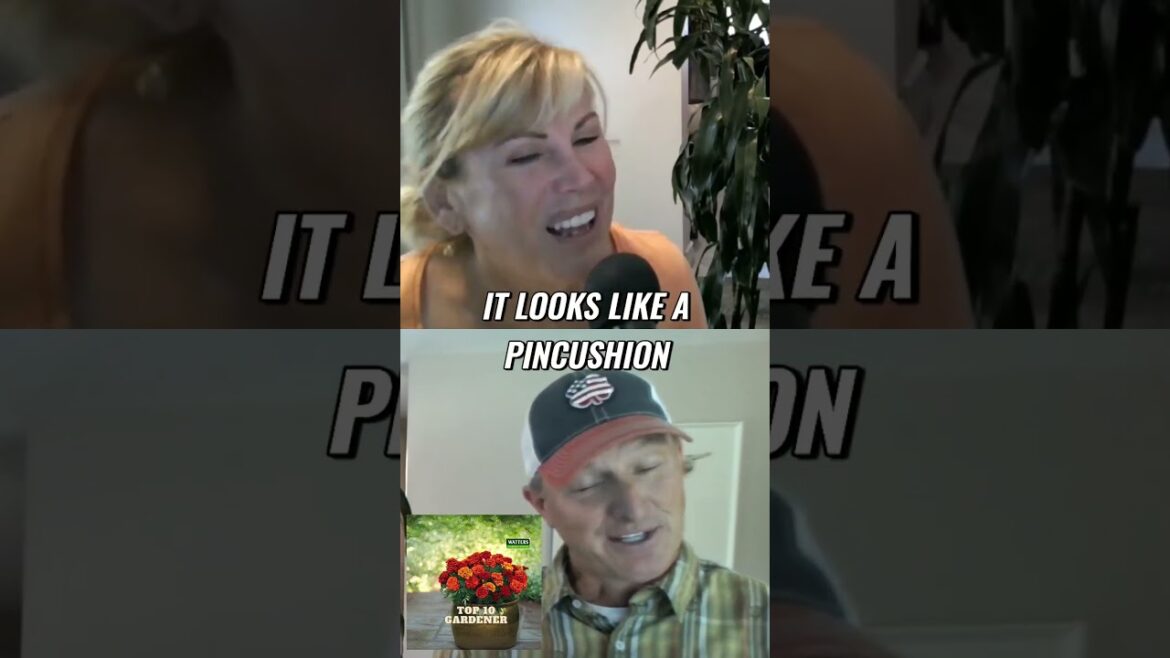 10 Beautiful Perennials for Butterfly Gardens