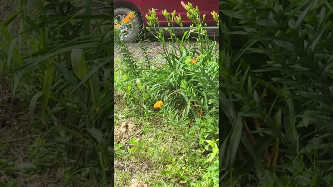 Future plans...prayer garden.