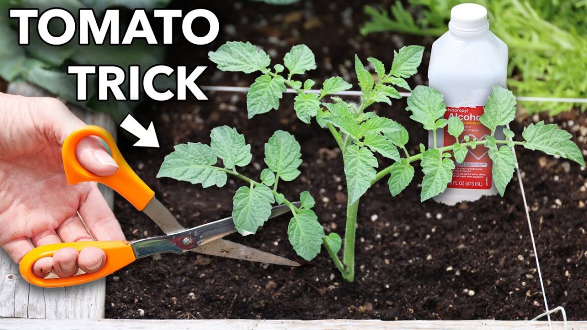 James Prigioni: Trick Tomatoes for More Fruit… Trick Tomatoes for More Fruit...
