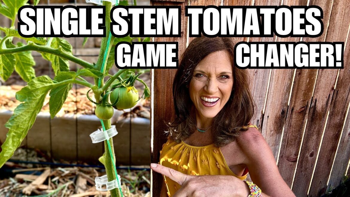 CaliKim: Single Stem Tomato Pruning: The Game Changer Single Stem Tomato Pruning: The Game Changer