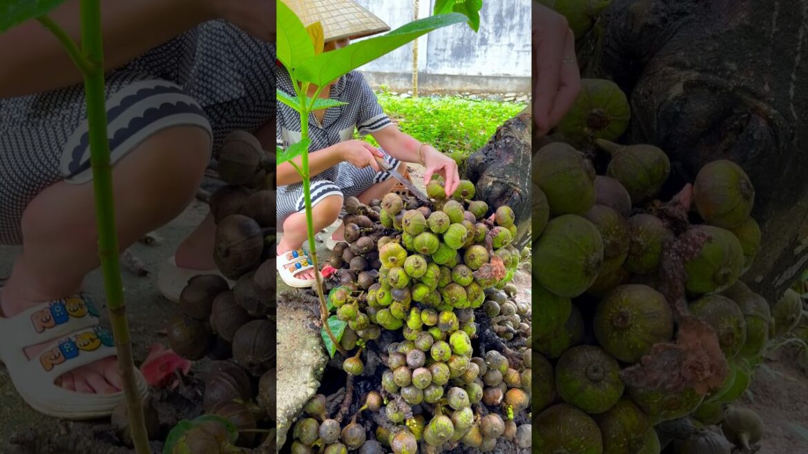 Short time cutting fruits 🍊🍋🍅in the garden #picking#fruit #shorts   #290