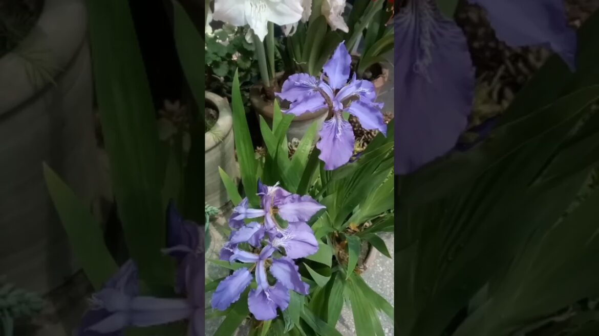 Growing Blue Iris In Pots | Garden Tips #viral #nature #flowers #summerflower #iris #gardening
