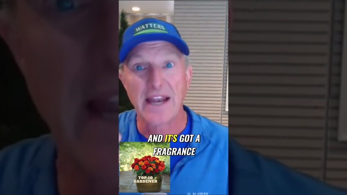 How to Successfully Grow Peonies