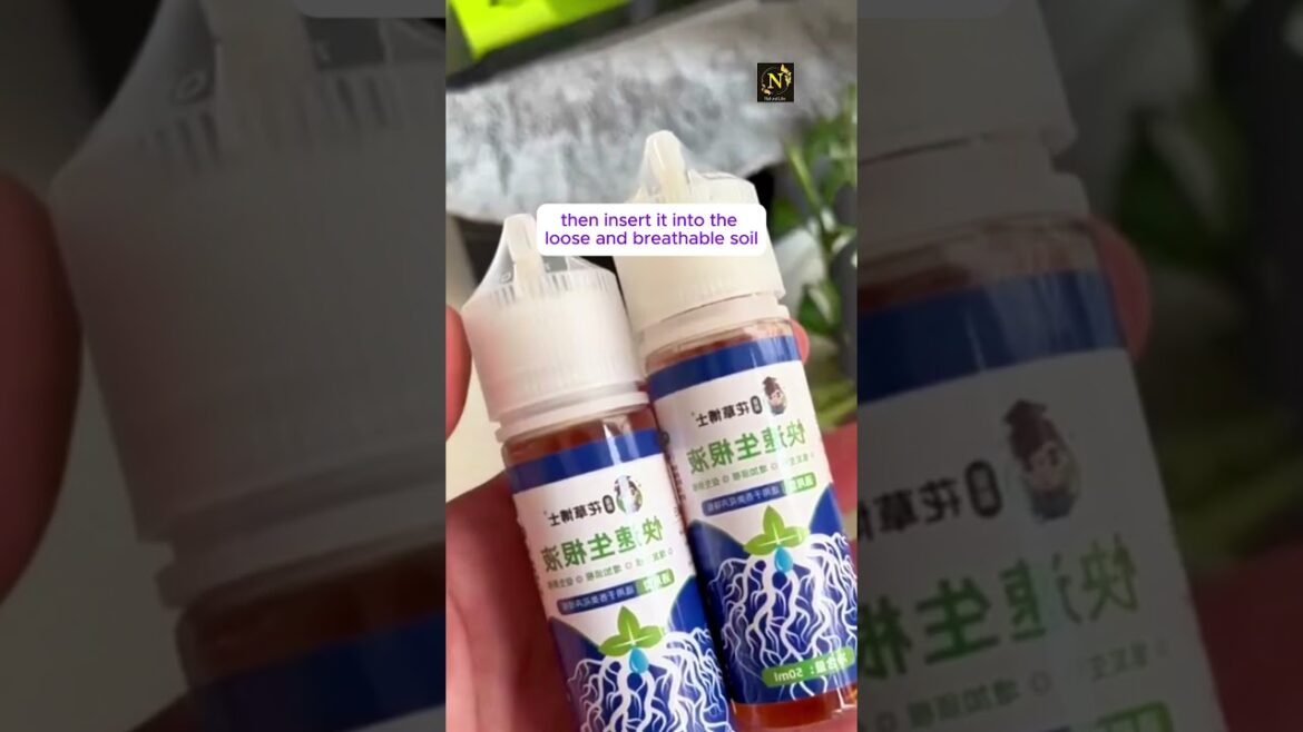 Cutting Tips of Flowers #viral #viralvideo #plants #flower #shorts #short #youtubeshorts #usa Cutting Tips of Flowers #viral #viralvideo #plants #flower #shorts #short #youtubeshorts #usa