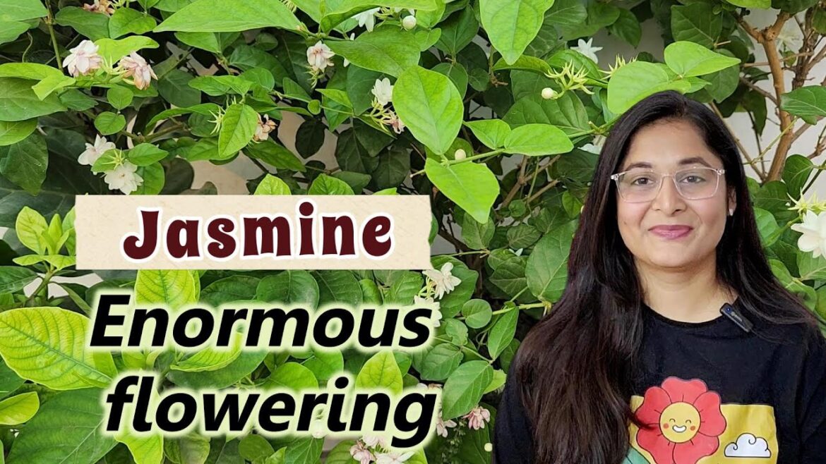 🔴Plant No 11- MOGRA-JASMINE PLANT COMPLETE CARE TIPS/ #gardening #jasmineplant #mograplant
