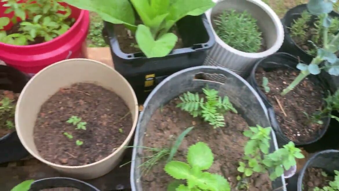 How to maximize your garden space container garden