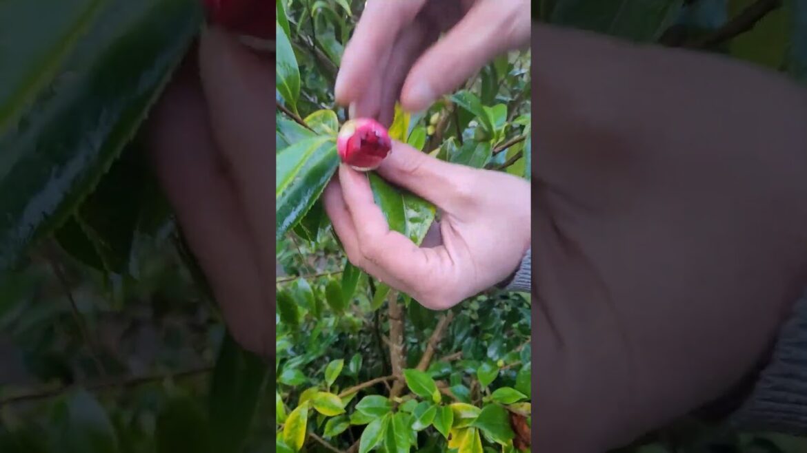 Camelias think it’s Spring #gardening #shrubs #camelia #gardens #permaculture Camelias think it's Spring #gardening #shrubs #camelia #gardens #permaculture