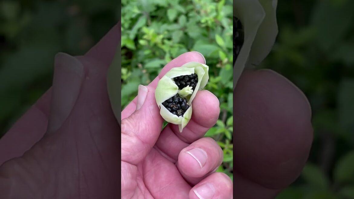Wild edible plants, Yucca flowers and dewberries