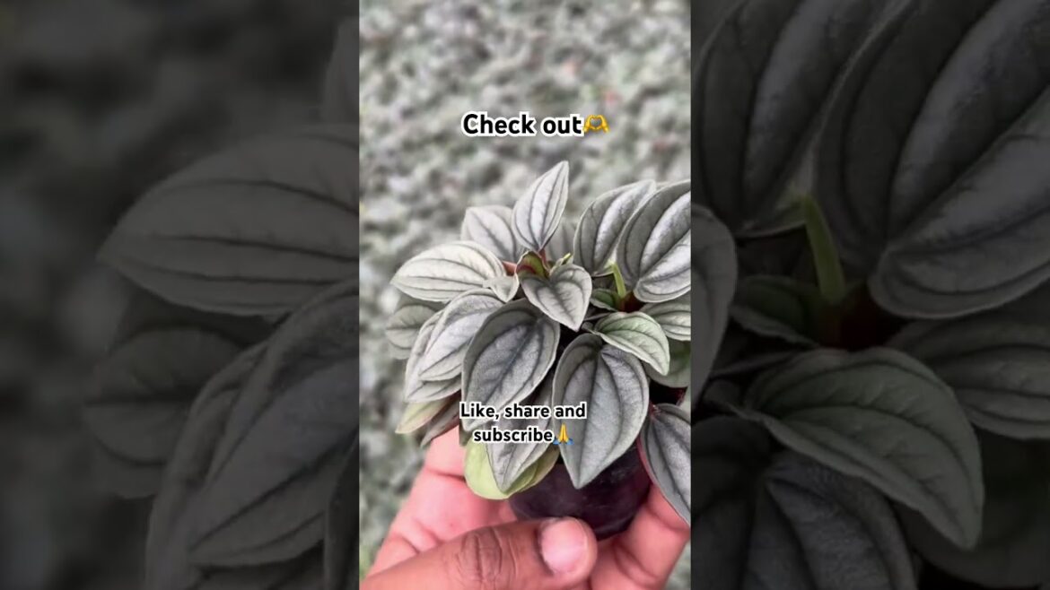 Peperomia plant care #gardeningtips #diygardening #gardeningvideos #peperomia #bihu #india #gardener