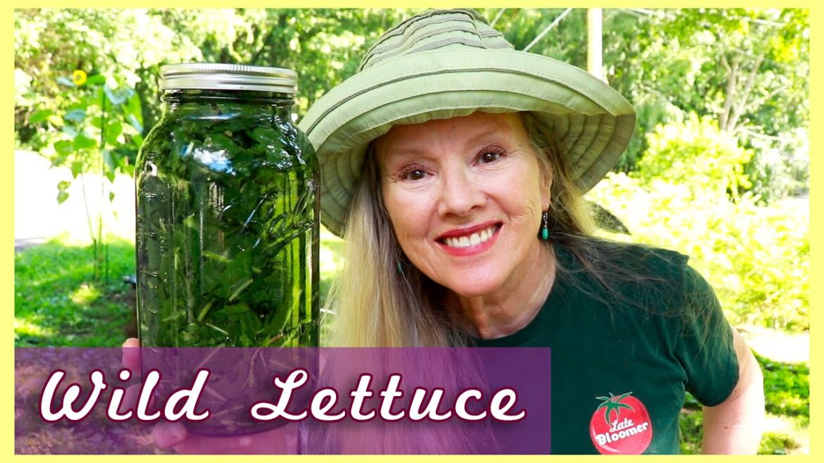 Kaye Kittrell: Making WILD LETTUCE Tincture for pain and sleep AGAIN! Making WILD LETTUCE Tincture for pain and sleep AGAIN!