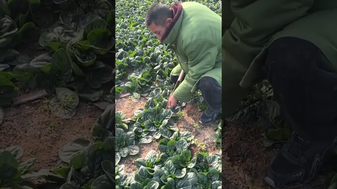 6623 🧄🍀🍑🥭🍈 #farm #gardening #fruits #foodstagram #agriculture