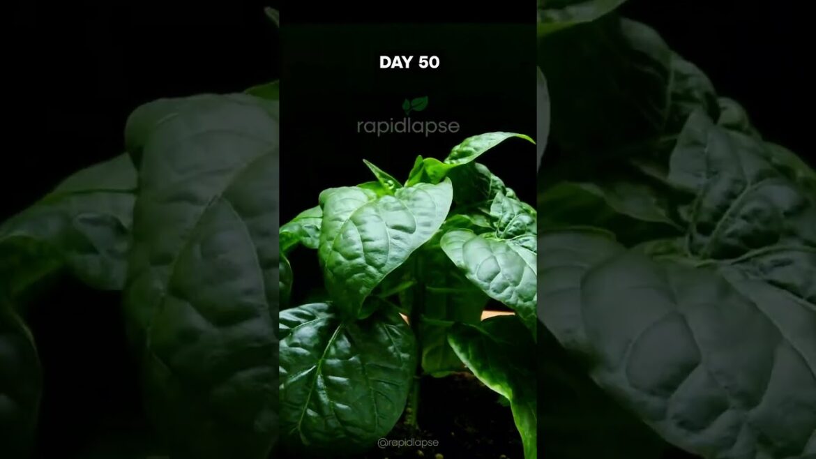 Bell Pepper Timelapse - 120 Days in 60 Seconds