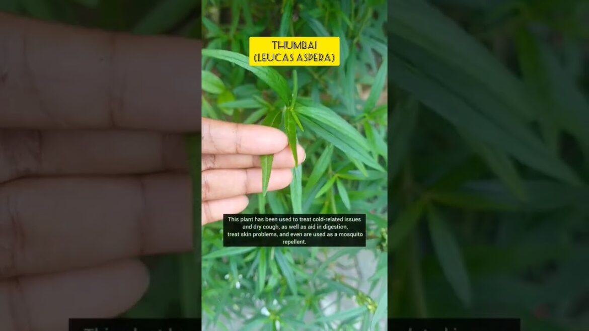 Thumbai (Leucas aspe) : A weed that cures. #edible #plants  #naturalmedicine