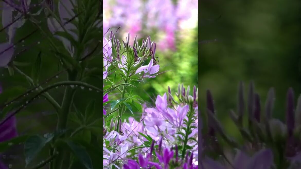 #𝐒𝐨𝐮𝐬𝐚𝐅𝐚𝐦𝐢𝐥𝐲𝐆𝐚𝐫𝐝𝐞𝐧 Top 10 Deer-Resistant Flowers